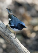 Black-throated Blue Warbler  (male)