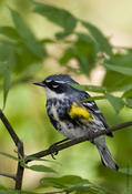Yellow-rumped Warbler (male)