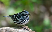 Black-and-White Warbler (male)