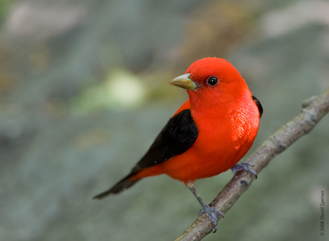 This is a Scarlet Tanager~