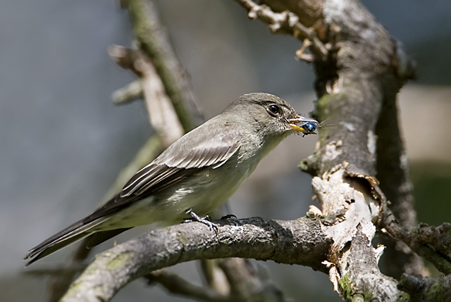 Eastern-wood Pewee w/Insect