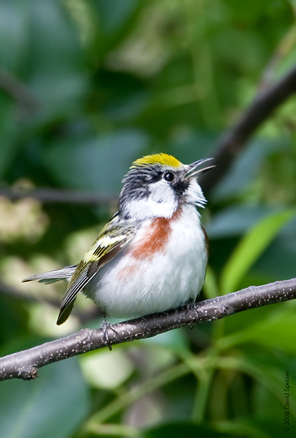 Chesnut-sided Warbler singing