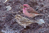 Purple Finch (male and female)