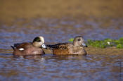 American Wigeon Pair (mail and female)