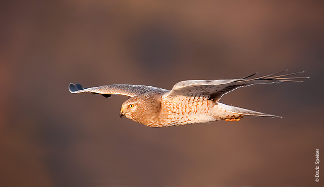 Northern Harrier