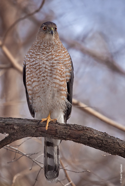 cooper's hawk 3.jpg