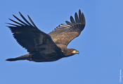 bald eagle 14.jpg