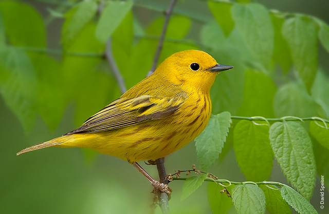 Yellow Warbler