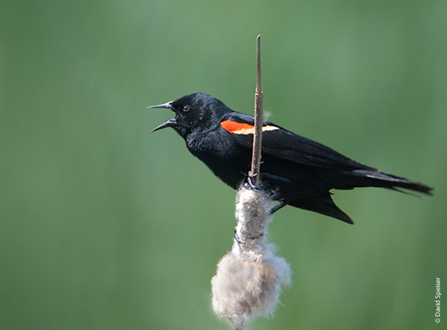 Red-winged Blackbird Calling