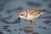 Piping Plover (Juvenile)