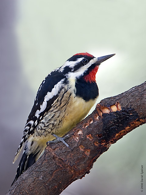 yellow_bellied_sapsucker+1.jpg