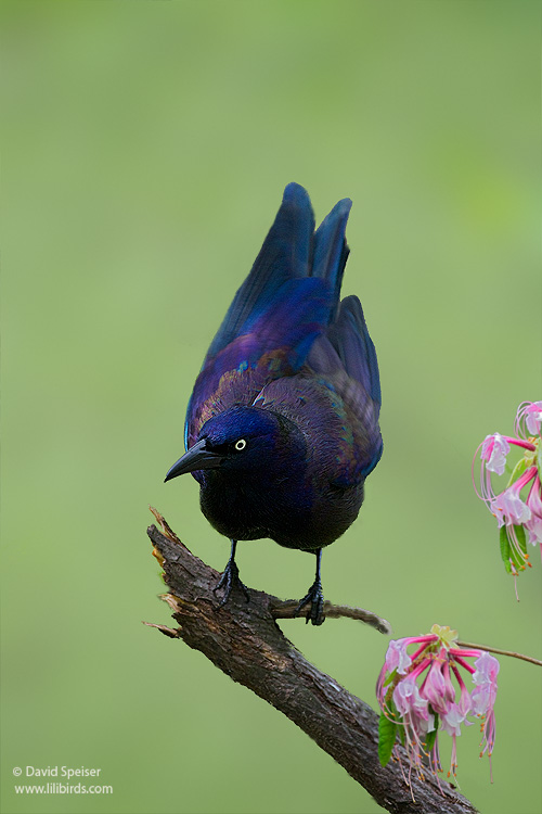 common grackle. Common Grackle