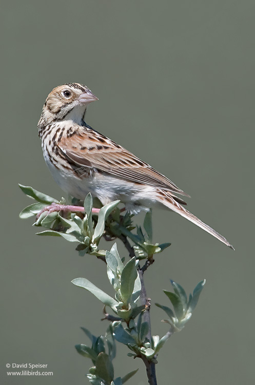 baird's sparrow 2