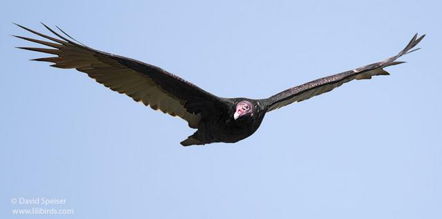 Turkey Vulture