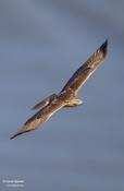 red-tailed hawk 6