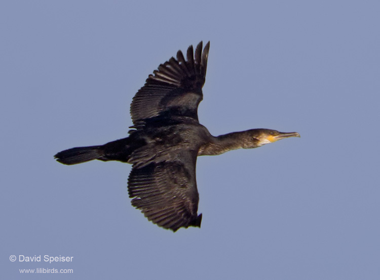 great cormorant 1