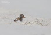 american oystercatcher chick 1 1024ws