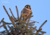 northern hawk owl 5 ws1024