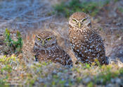 burrowing owls 1 1024ws