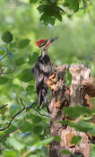 pileated woodpecker 1 1024 ws