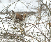 red-tailed hawk 4 1024 ws