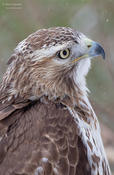 red-tailed hawk 2 1024 cp ws