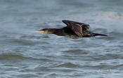 great cormorant 1 1024 ws