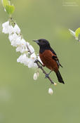orchard oriole 1a cp ws