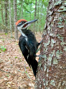 pileated woodpecker 1 kb 1024 ws