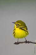 Prairie Warbler