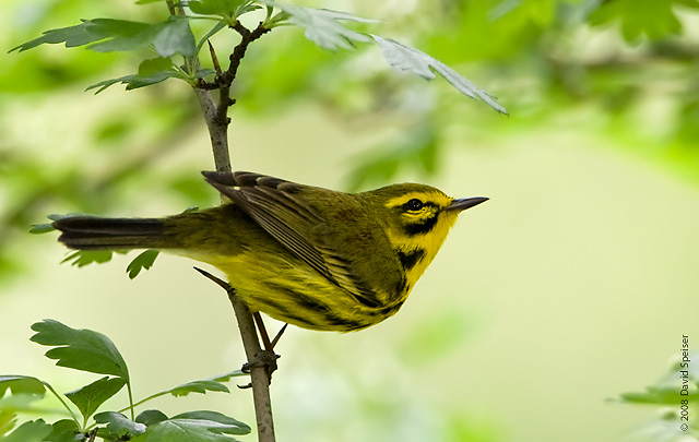 Prairie Warbler