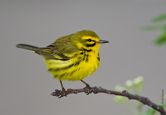 Prairie Warbler