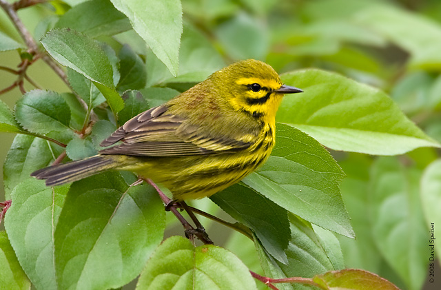 Prairie Warbler