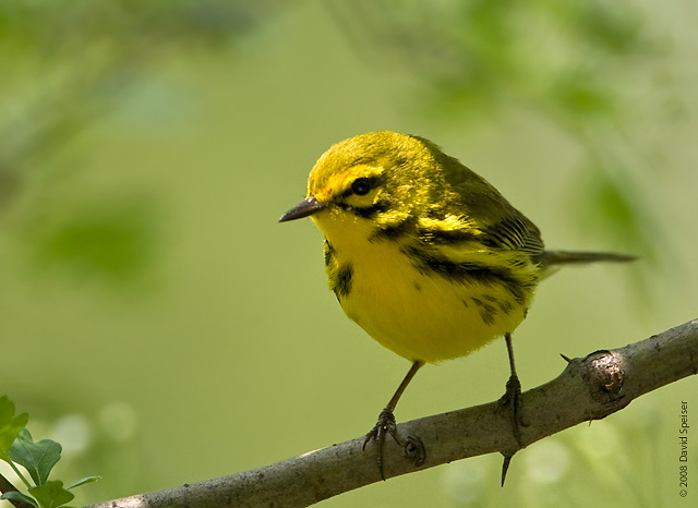 Prairie Warbler