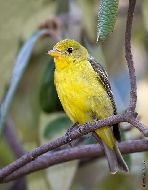 Western Tanager