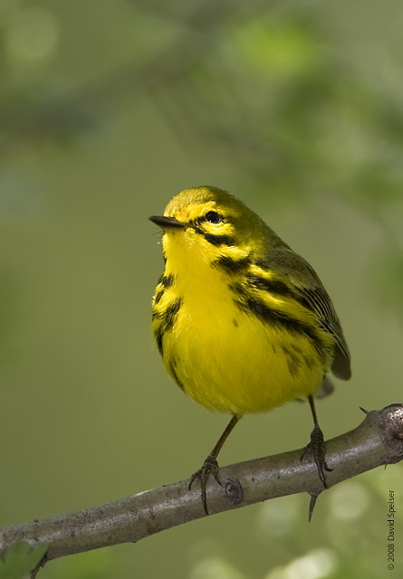 Prairie Warbler