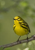 Prairie Warbler