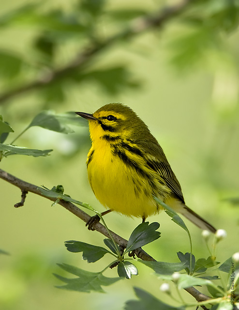 Prairie Warbler