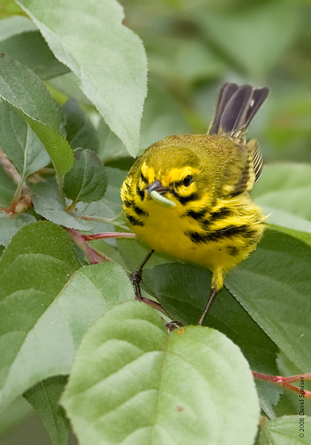 Prairie Warbler w/Inch Worm