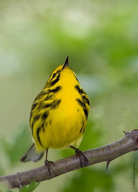 Prairie Warbler