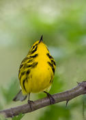 Prairie Warbler