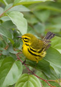 Prairie Warbler