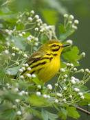 Prairie Warbler