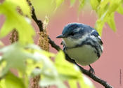 Cerulean Warbler on West 89th St. Manhattan