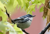 Cerulean Warbler on West 89th St Manhattan