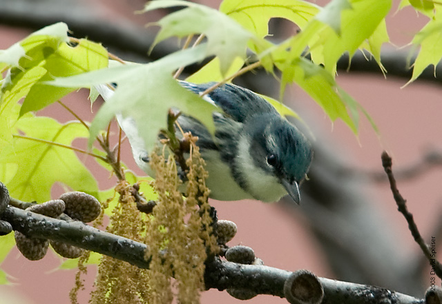 Cerulean Warbler on West 89th St Manhattan