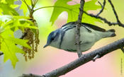 Cerulean Warbler on West 89th St Manhattan