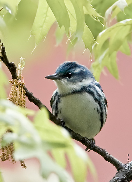 Cerulean Warbler on West 89th St Manahattan