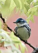 Cerulean Warbler on West 89th St Manahattan