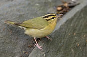 Worm-eating Warbler